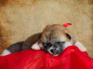 Puppy breed American Akita on a red blanket.