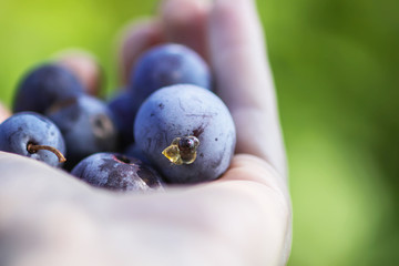 Ripe juicy plum fruits in a hand close up. Fresh organic plums growing in countryside