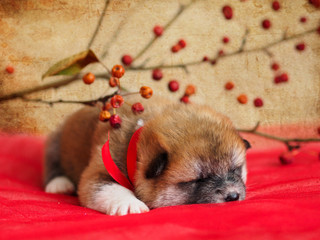 Puppy breed American Akita on a red blanket.