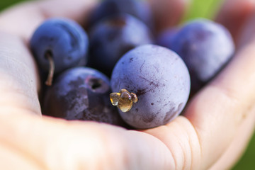 Ripe juicy plum fruits in a hand close up. Fresh organic plums growing in countryside