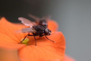 Fly