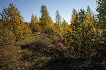 autumn in the forest