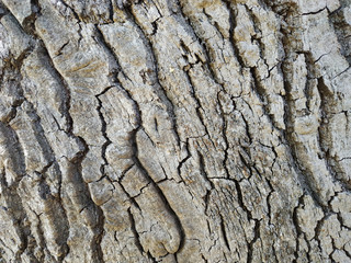 old wood texture