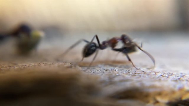 Ants crawling along a path during daytime