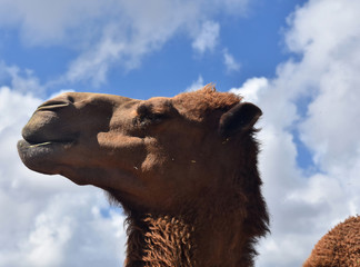 Fantastic Profile of a Shaggy Camel Agains Cloudy Skies