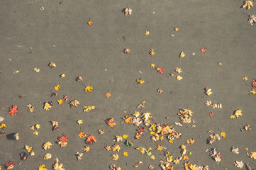 Top view of colorful fallen autumn leaves on gray asphalt background with copy space