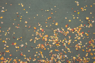 Fallen autumn leaves scattered on tarmac surface