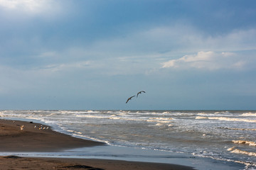 Seagulls flying over the seashore