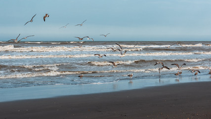 Seagulls flying over the seashore
