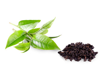 Green tea leaf isolated on white background