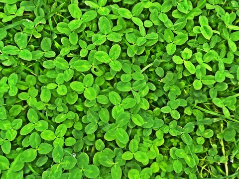 Green plant in the park 