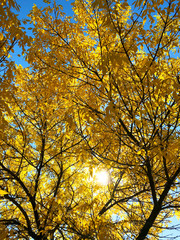 The crown of a tree with yellow leaves against the sky and the sun.