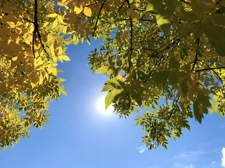 The crown of a tree with yellow leaves against the sky and the sun.