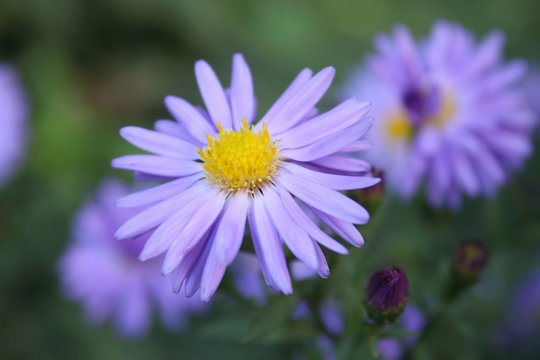 Красивый нежный маленький фиолетовый синий цветок растет в саду летом
