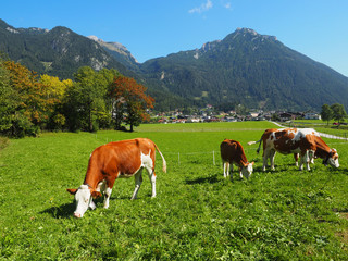 Fototapeta na wymiar Achensee - Kühe in Maurach