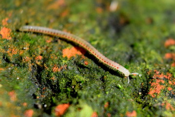 Millipede 
