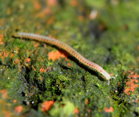 Millipede 