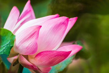 Fototapeta premium Beautiful pink waterlily or lotus flower in pond.