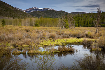 Medicine Bow-Routt National Forest in Colorado