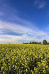 The field covered with rapeseed early morning. Power lines on the field.