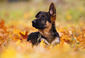 puppy german shepherd in autumn leaves