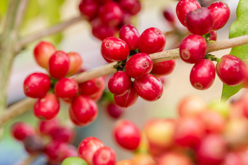 Coffee beans ripening on tree in North of thailand