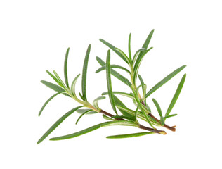 rosemary isolated on white background