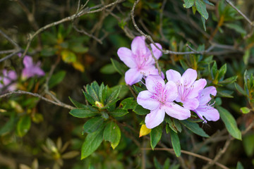 purple flowers in the garden