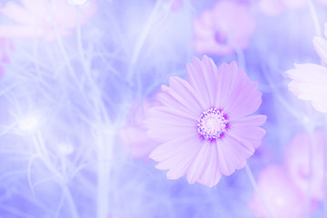 Obraz premium Cosmos flowers