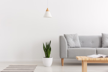 White lamp above green plant in pot next to grey sofa with pillows in elegant daily room interior, real photo with copy space
