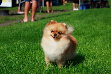 The dog breed pomeranian spitz © deviddo