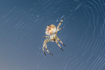 European Garden Spider on web