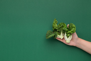 Female hand holding baby spinach on green background
