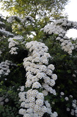 Strauchblumen wei&szlig;