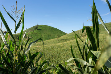 Corn farm on hill with blue sky and sunset background