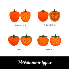 Persimmon types: Hachiya, Oriental, Fuyu, Sheng, vector editable illustration. Different Kaki drawn in flat simple style.