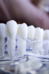 Fototapeta na wymiar Dentist dental teeth model
