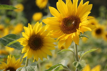 Sonnenblumen