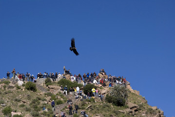 Condor f;ying with crowd watching, Colca Canyon, Peru