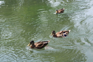 Anatre Germani in navigazione nel fiume