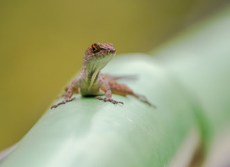 Brown anole assessing the unexpected encounter