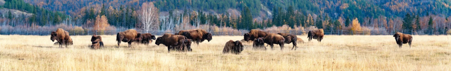 Papier Peint photo Autocollant Buffle Panorama. un troupeau de bisons dans la pépinière d& 39 Ust-Buotama dans le parc naturel des piliers de Lena, Yakoutie, Russie