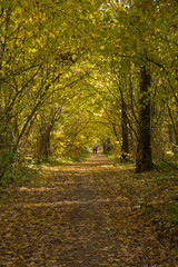 Obraz premium autumn in the park