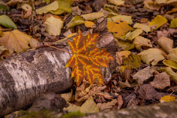 autumn leaves on the ground