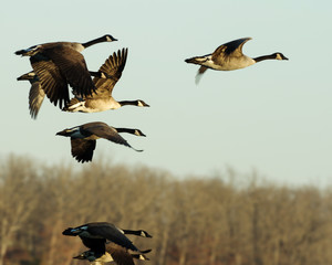 Gaggle of Geese