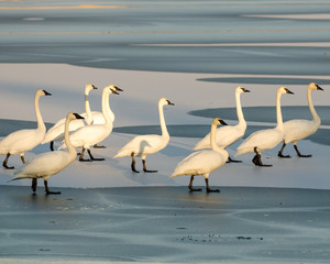 Swan March