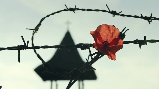 Conceptual image about struggle for freedom, is represented with red poppy flower and rusty barbed wire. The clip can illustrate Persecution of Christians in the Eastern Bloc.