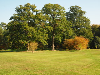 Fototapeta na wymiar Trees in a meadow with green and golden foliage in early autumn in the Yorkshire Arboretum, England