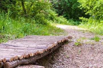 log bridge in the forest