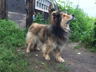 dog